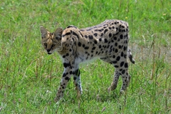 Leptailurus serval lipostictus