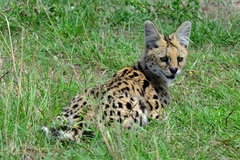 Leptailurus serval lipostictus