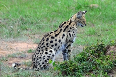 Leptailurus serval lipostictus