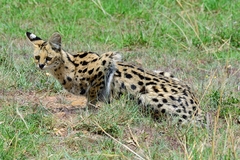 Leptailurus serval lipostictus