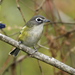 Blue-headed Vireo - Photo (c) Kelly Colgan Azar, some rights reserved (CC BY-ND)