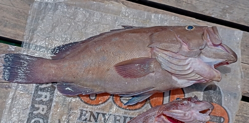 Olive grouper (Epinephelus cifuentesi) — Serranidae