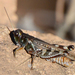 Gladston's Spur-throat Grasshopper - Photo (c) Steven Mlodinow, some rights reserved (CC BY-NC), uploaded by Steven Mlodinow