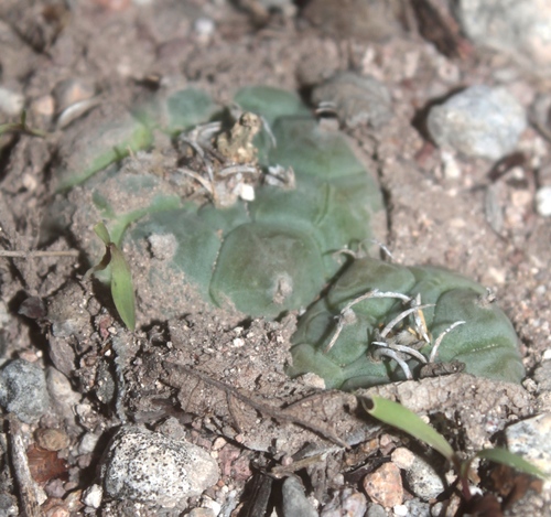 Turbinicarpus schmiedickeanus ssp. rioverdensis