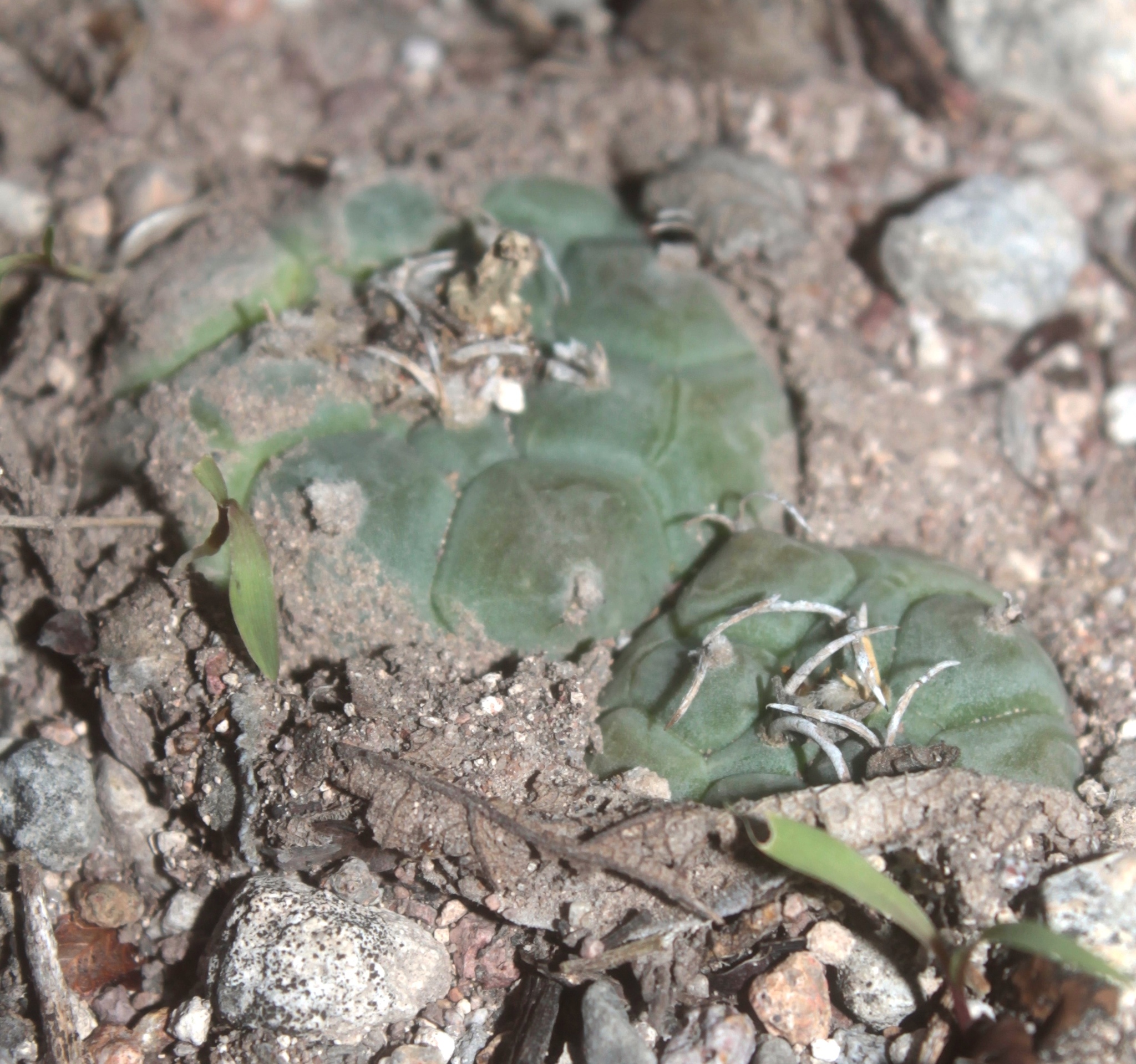 Turbinicarpus schmiedickeanus ssp. rioverdensis
