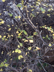 Styrax officinalis