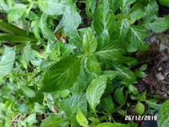 Salvia divinorum
