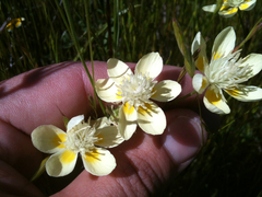 Platystemon californicus