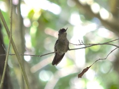 Sephanoides sephaniodes