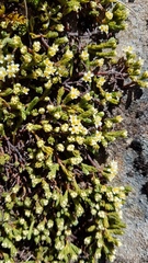 Kelleria