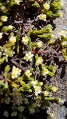 Kelleria