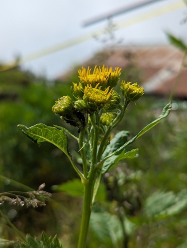 Jacobaea alpina (Jacobaea alpina)