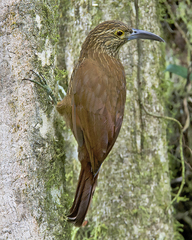 Xiphocolaptes promeropirhynchus
