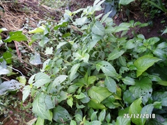 Salvia divinorum