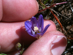 Brodiaea terrestris terrestris