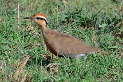 Cursorius temminckii