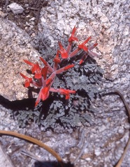 Astragalus coccineus