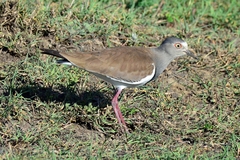 Vanellus melanopterus