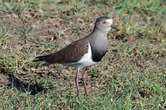 Vanellus melanopterus