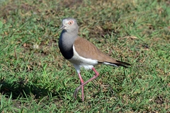 Vanellus melanopterus