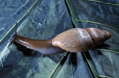Euglandina rosea image