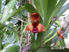Maxillaria elatior