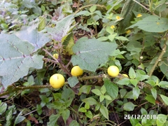 Solanum myriacanthum