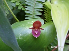 Pleurothallis cardiothallis