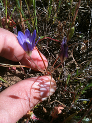 Brodiaea terrestris terrestris