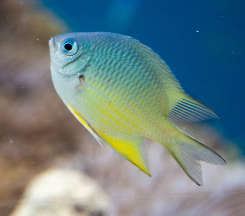Green Damselfish (Amblyglyphidodon indicus)