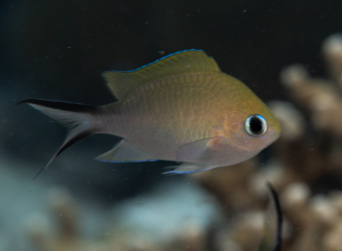 Ternate Chromis (Chromis ternatensis)
