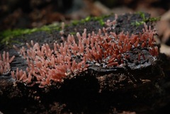 Stemonitopsis typhina