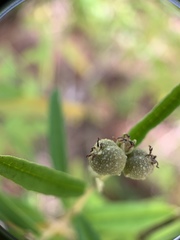 Croton linearis