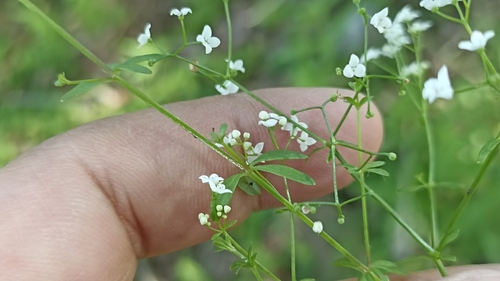 Three-petal bedstraw (Galium trifidum)