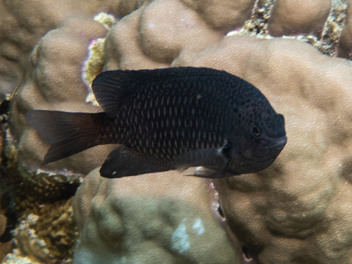 Indian damsel (Pomacentrus indicus) — Pomacentridae