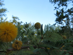 Vachellia farnesiana farnesiana