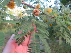 Vachellia farnesiana farnesiana