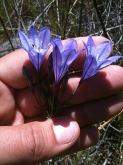 Triteleia laxa