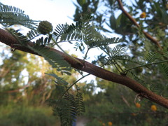 Vachellia farnesiana farnesiana