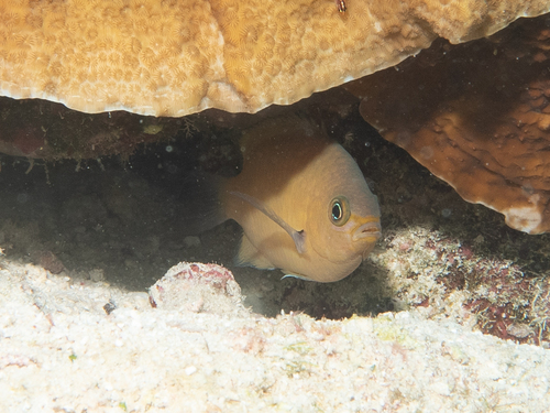 Chromis agilis observed 2022-07-05