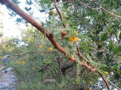 Vachellia farnesiana farnesiana