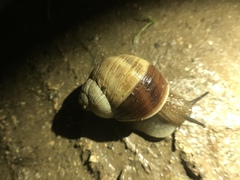 Helix engaddensis