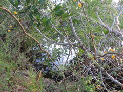 Vachellia farnesiana farnesiana