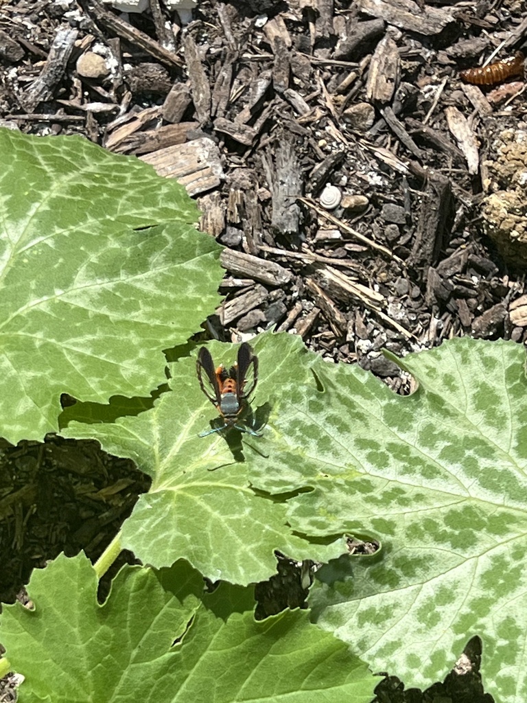 Southwestern Squash Vine Borer From Village Trail Trophy Club TX US   Large 