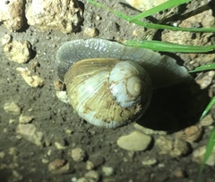 Helix engaddensis