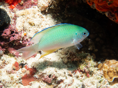 Peacock Damsel (Pomacentrus pavo)
