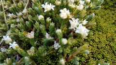Kelleria