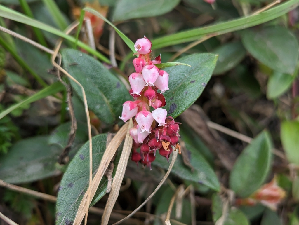 Andean blueberry from Nono, Ecuador on May 4, 2023 at 1143 AM by