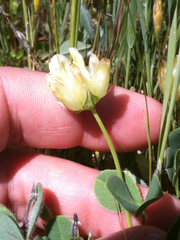 Trifolium fucatum