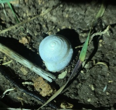Sphincterochila cariosa